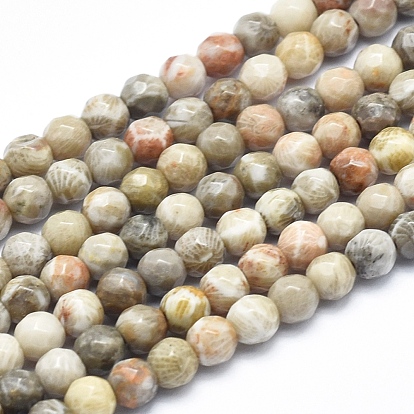 Natural Fossil Coral Beads Strands, Faceted, Round