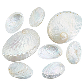 10Pcs 2 Styles Natural Shell Display Decorations, for Home Office Desktop Decoration, Shell Shape