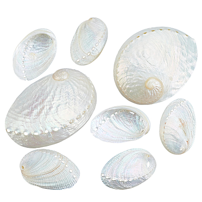 10Pcs 2 Styles Natural Shell Display Decorations, for Home Office Desktop Decoration, Shell Shape