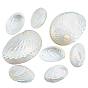10Pcs 2 Styles Natural Shell Display Decorations, for Home Office Desktop Decoration, Shell Shape