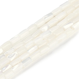 Natural Freshwater Shell Beads Strands, Column