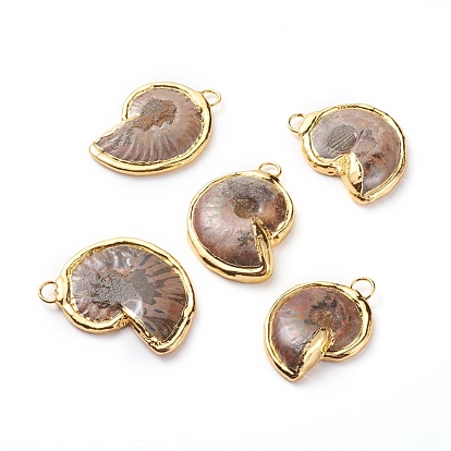 Conch Fossil Pendants, with Edge Golden Plated Brass Loops