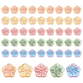 50 pcs 5 couleurs brins de perles de coquillages d'eau douce naturels, de couleur plaquée ab , teint, fleur
