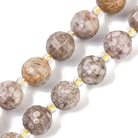 Natural Conch Fossil Beads Strands, Faceted, Lantern, with Seed Beads