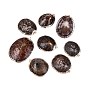 Electroplated Golden Brass Edged Natural Sea Shell Pendants, Shell Shape Charms