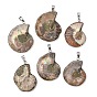 Snail Fossil Pendants, with Brass Pendant Settings, Platinum, 35~50x25~35x8mm, Hole: 4x6mm