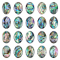20Pcs Natural Paua Shell Cabochons with Enamel, Oval