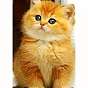 Diy прямоугольная кошка тема алмазная живопись наборы, в том числе холст, смола стразы, алмазная липкая ручка, поднос тарелка и клей глина