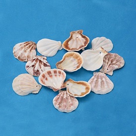 Natural Scallop Shell Beads, Sea Shell Beads, Dyed