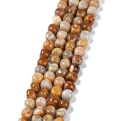 Fossil Coral Natural Fossil Coral Beads Strands, Nuggets Tumbled Stone, 6.5~15x7~14x7~14mm, Hole: 1~1.4mm, about 32~33pcs/strand, 15.16~ 15.75 inch(38.5~40cm)