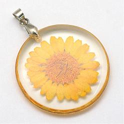 Gold Alloy Resin Pendants, Flat Round, with Dried Flower inside, Platinum, Gold, 32~32.5x4~4.5mm, Hole: 4x4mm