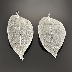 Silver Natural Leaf Plating Brass Large Pendants, Silver Color Plated, 50~95x20~60x0.6mm, Hole: 3.5mm