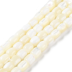 Floral White Natural Trochus Shell Beads Strands, Barrel, Floral White, 8x7.5mm, Hole: 1mm, about 50pcs/strand, 15.67''(39.8cm)
