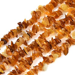 Bernstein Natürliche Bernstein Chip-Perlen Stränge, 5~14x4~10 mm, Bohrung: 1 mm, ungefähr 15 Zoll~16.1 Zoll