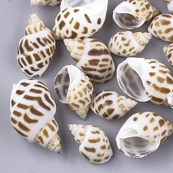 Camel Spiral Shell Beads, Undrilled/No Hole Beads, Camel, 22~40x15~22x12~20mm