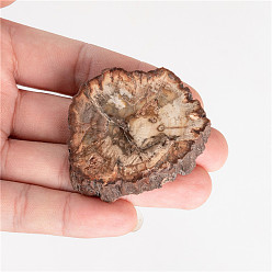 Small size 4-6cm Natural wood fossil slice specimen landscape piece coaster ore specimen rough stone decoration