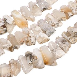 Вишневый агат Натуральные вишневые агатовые бусины, трапециевидные, Топ пробуренной, 19~46x19~21x6.5~8.5 мм, отверстие : 1.6 мм, около 21 шт / нитка, 13.39~15.35'' (39 см)