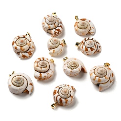 Golden Natural Spiral Shell Pendants, Shell Shape Charms with Brass Snap on Bails, Golden, 23~29.5x18~25x12~16mm, Hole: 5x3.5mm