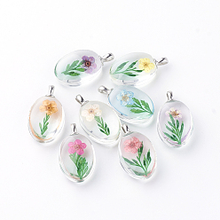 Mixed Color Glass Pendants, with Dried Flower Inside, Oval, Platinum, Mixed Color, 31x18x10~11mm, Hole: 5x2mm