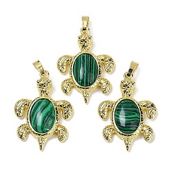 Малахит Подвески из синтетического малахита и латуни, стойки покрытие, без кадмия и без свинца, в форме морской черепахи, 38x27.5x7 мм, отверстие : 8x5 мм