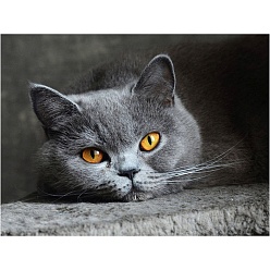 Dark Gray Cat DIY Diamond Painting Kit, Including Resin Rhinestones Bag, Diamond Sticky Pen, Tray Plate and Glue Clay, Dark Gray, 500x400mm