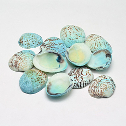 Aqua Dyed Natural Shell Beads, No Hole, Aqua, 32~37x20~29x8~10mm, about 100pcs/500g