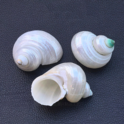 Белый Натуральные спиральные ракушки витринные украшения, для украшения стола в домашнем саду, формы раковины, белые, 40~50 мм