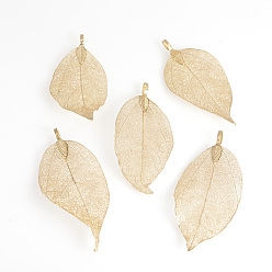 Light Gold Plated Electroplated Natural Leaf Big Pendants, with Iron Findings, Light Gold Plated, 50~80x20~35x1mm, Hole: 3x6mm