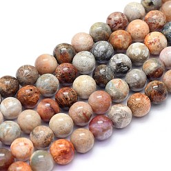 Fossil Coral Natural Red Fossil Coral Beads Strands, Round, 8mm, Hole: 0.8mm, about 50pcs/Strand, 15.55 inch(39.5cm)