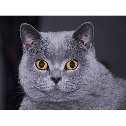 Светло-серый Набор для алмазной живописи кота своими руками, включая сумку со стразами из смолы, алмазная липкая ручка, поднос тарелка и клей глина, светло-серый, 400x300 мм