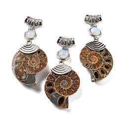 Опал Синтетические окаменелые улитки-подвески из опалита, со сплавочной фурнитурой, Платиновый металл, 58~78x29~35x8~9 мм, отверстие : 4x6 мм