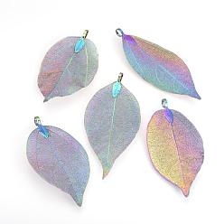 Multi-color Plated Electroplated Natural Leaf Big Pendants, with Iron Findings, Multi-color Plated, 50~80x20~35x1mm, Hole: 3x6mm