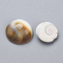 Colorful Natural Sea Shell Cabochons, Half Round/Dome, Colorful, 10.5~13.5x10.5~12.5x4.5~5.5mm
