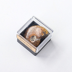 Fossil Reiki Raw Natural Fossil Conch Specime in Square Plastic Box, for Home Display Decoration, 32mm