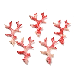 Красный Большие подвески из синтетических ракушек, ветки прелести, красные, 61.5~64x40~42.5x8 мм, отверстие : 1.4 мм