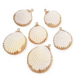 Shell Shape Гальванические подвески из натуральных ракушек, с золотым оттенком латуни, подвески в форме ракушек, 33.5~47x27~37.5x10~13 мм, отверстие : 1.5~1.8 мм