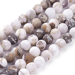 Petrified Wood Natural America Petrified Wood Beads Strands, Frosted, Round, 8mm, Hole: 1.2mm, about 46~47pcs/strand, 14.8 inch~15.51  inch(37.7~39.4cm)