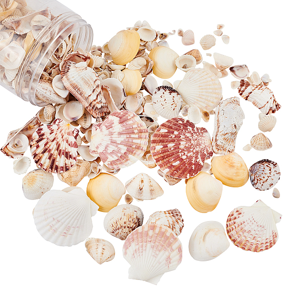 Natural Sea Shell Beads Kits, Spiral Shell, Clam Shell, Scallop Shell, Undrilled/No Hole Beads