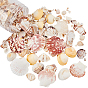 Natural Sea Shell Beads Kits, Spiral Shell, Clam Shell, Scallop Shell, Undrilled/No Hole Beads