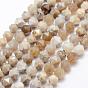 Natural Fossil Coral Beads Strands, Star Cut Round Beads, Faceted