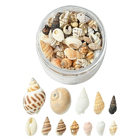 12 styles de perles de coquillages mélangées naturelles, pas de trous / non percés, pour l'artisanat de bricolage