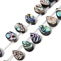 Natural Abalone Shell Paua Shell Beads Strands, Teardrop, Top Drilled, with Plastic Tube Beads