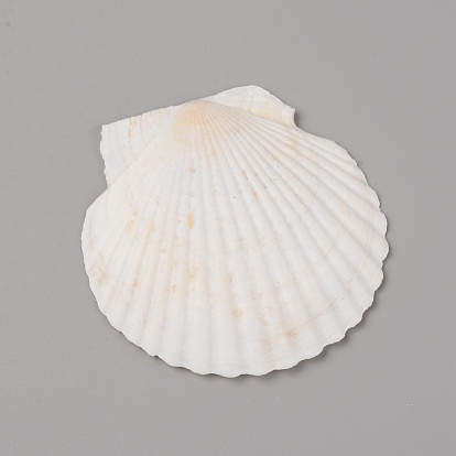 Natural Shell Painting Accessories, Painting Supplies