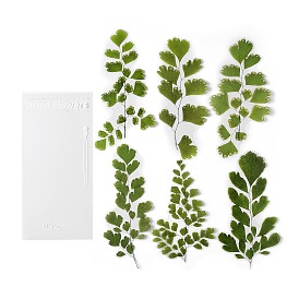 6Pcs PET Self Adhesive Plant Decorative Stickers, Waterproof Vintage Floral Decals, for DIY Scrapbooking