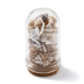 Décorations d'affichage de bouteilles à dôme en verre, avec perle de coquillage naturel à l'intérieur et base en liège