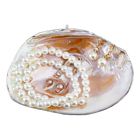 Natural Shells Display Decorations, Home Decorations, Shell Shape