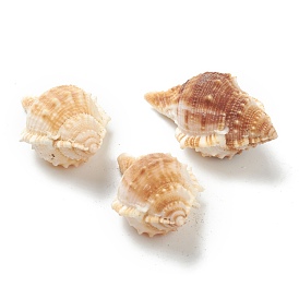 Natural Conch Shell Display Decorations