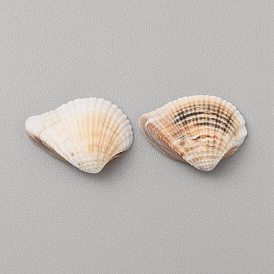 Натуральная раковина, для наполнителя вазы, diy craft, домашнего декора