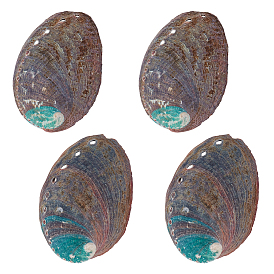 Natürliche Abalone-Muschel-Ausstellungsdekoration, für die Desktop-Dekoration im Home-Office, Schalenform