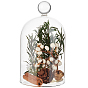 Arch Glass Dome Cover, Decorative Display Case, Cloche Bell Jar